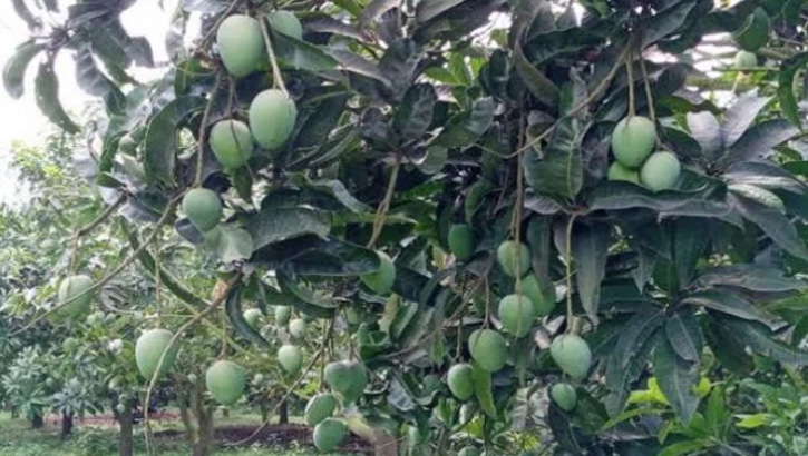 রংপুরে হাঁড়িভাঙা আমের ২৫০ কোটি টাকার বাণিজ্যের হাতছানি